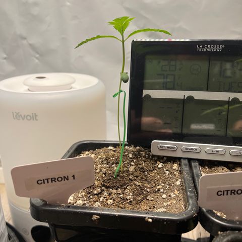Citron #1  growlog timeline photo