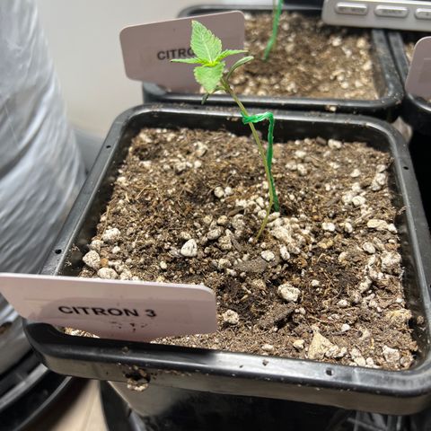 Citron #3  growlog timeline photo