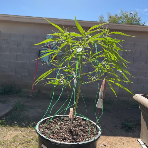 Thai growlog timeline photo