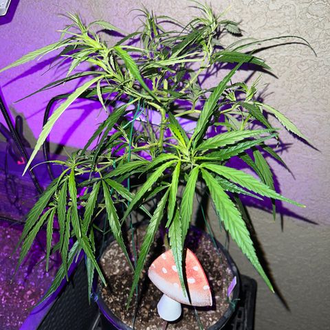 Thai growlog timeline photo