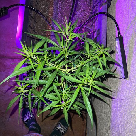 Thai growlog timeline photo