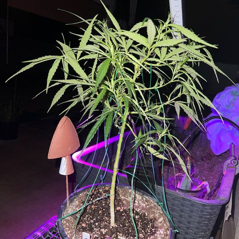 Thai growlog timeline photo