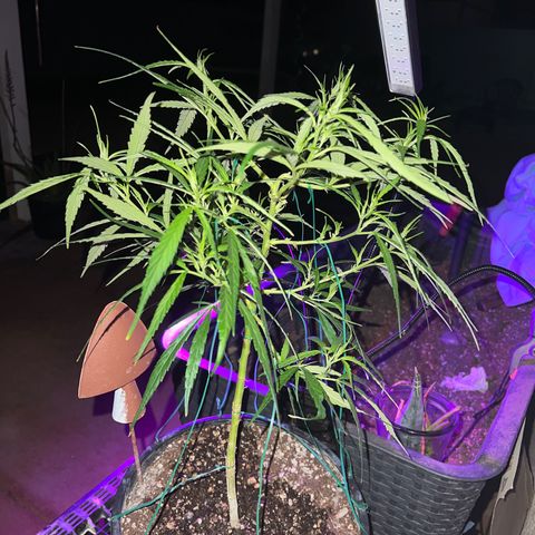Thai growlog timeline photo
