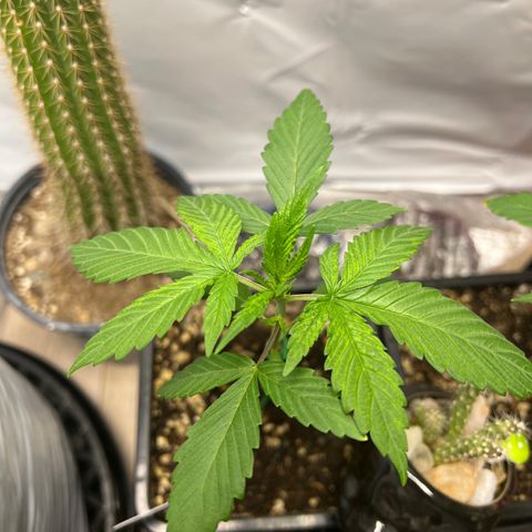 Citron #1  growlog timeline photo