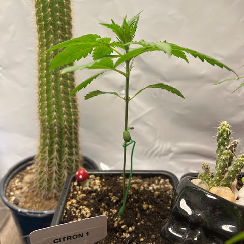 Citron #1  growlog timeline photo