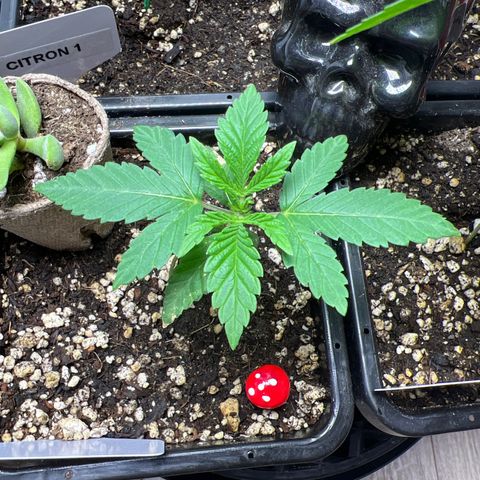 Citron #3  growlog timeline photo