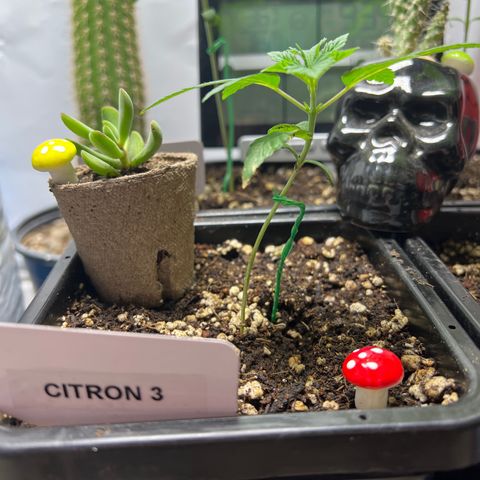Citron #3  growlog timeline photo