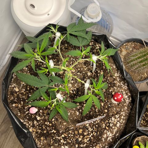 Blue Dream growlog timeline photo