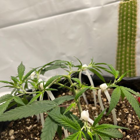 Blue Dream growlog timeline photo