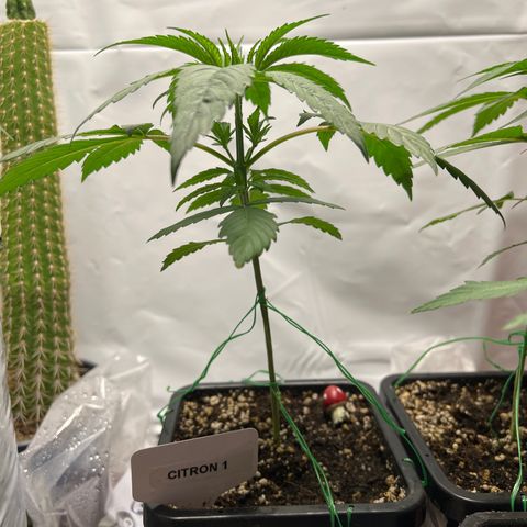 Citron #1  growlog timeline photo