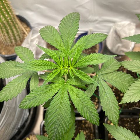 Citron #1  growlog timeline photo
