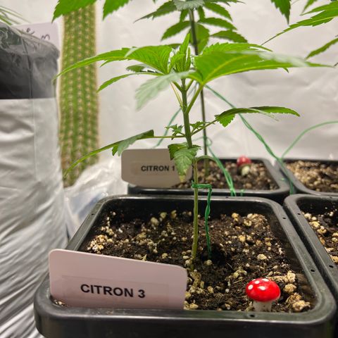 Citron #3  growlog timeline photo