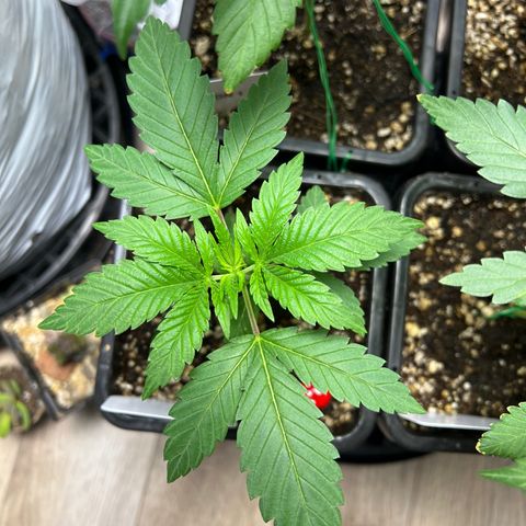 Citron #3  growlog timeline photo
