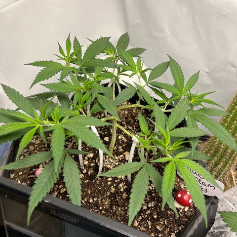 Blue Dream growlog timeline photo