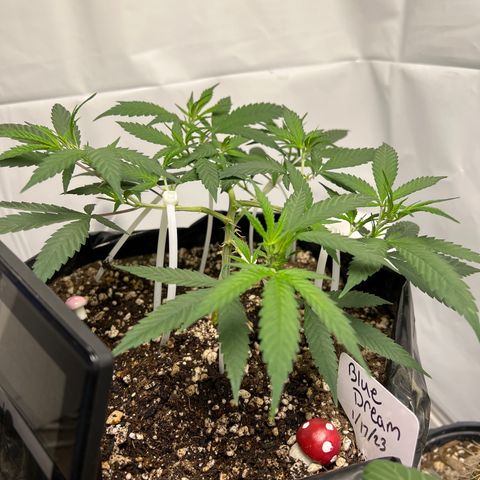 Blue Dream growlog timeline photo