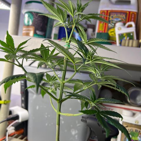 Citron #1  growlog timeline photo