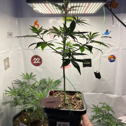 Citron #1  growlog timeline photo