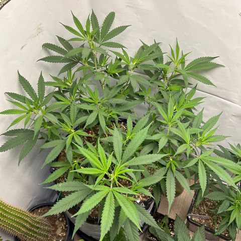 Blue Dream growlog timeline photo