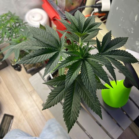 Citron #3  growlog timeline photo