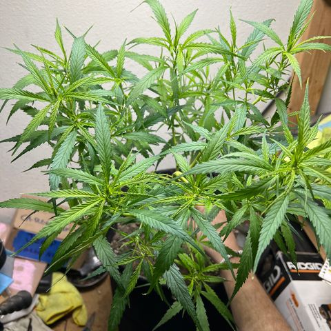 Thai growlog timeline photo