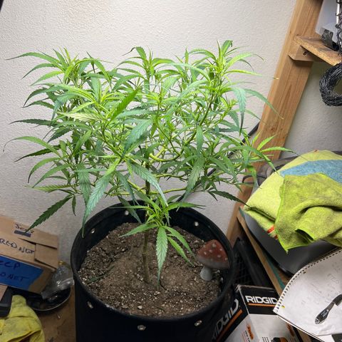 Thai growlog timeline photo