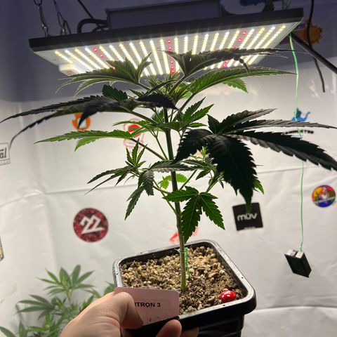 Citron #3  growlog timeline photo