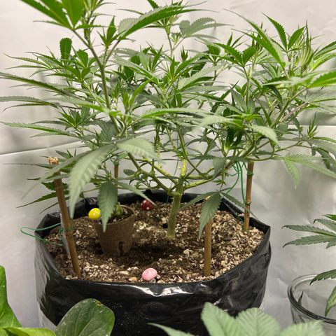 Blue Dream growlog timeline photo