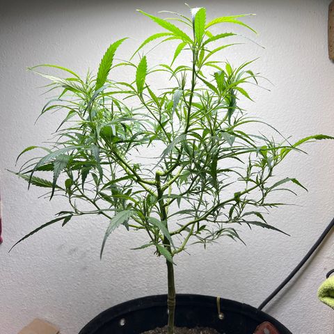 Thai growlog timeline photo