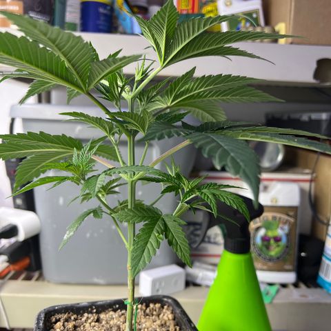 Citron #3  growlog timeline photo