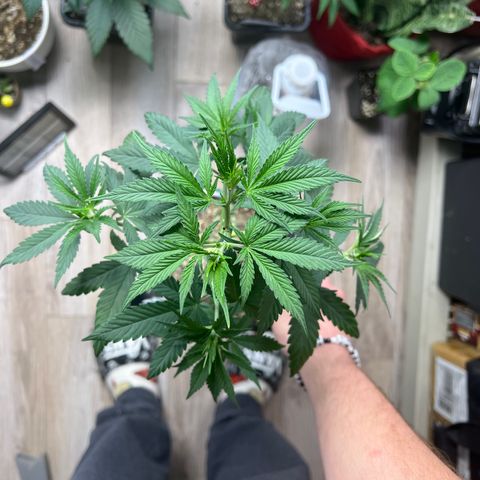 Citron #1  growlog timeline photo