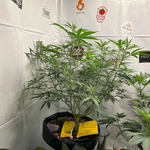 Blue Dream growlog timeline photo