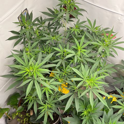 Blue Dream growlog timeline photo