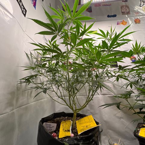 Blue Dream growlog timeline photo