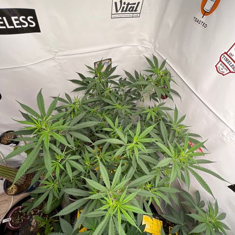 Blue Dream growlog timeline photo