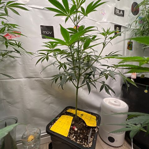 Citron #1  growlog timeline photo