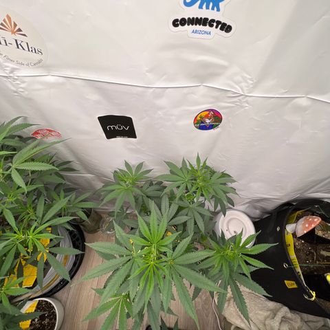 Citron #1  growlog timeline photo