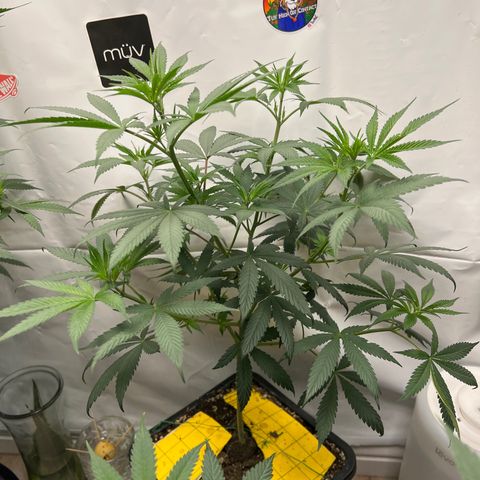 Citron #1  growlog timeline photo