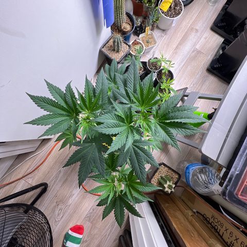 Citron #3  growlog timeline photo
