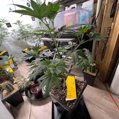 Citron #3  growlog timeline photo