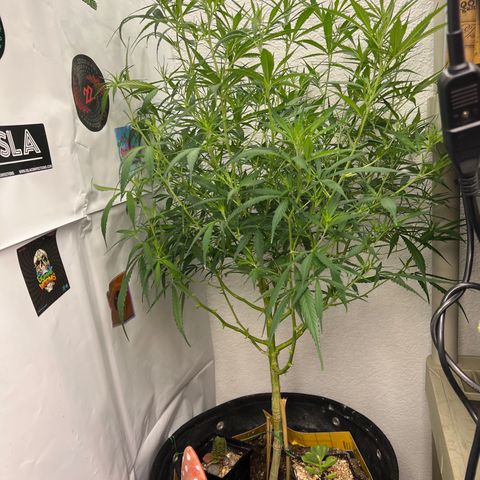 Thai growlog timeline photo