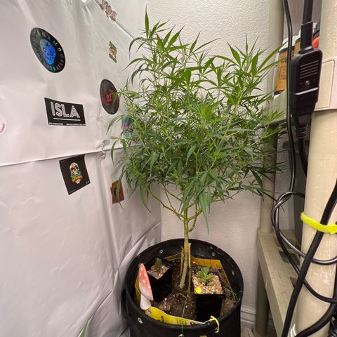 Thai growlog timeline photo