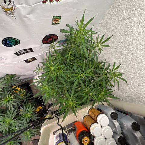 Thai growlog timeline photo