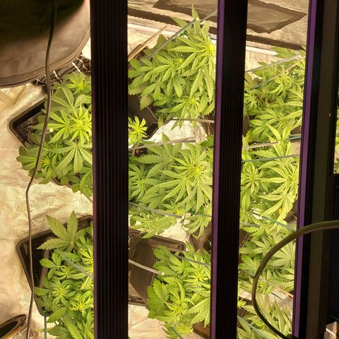 Yvette growlog timeline photo
