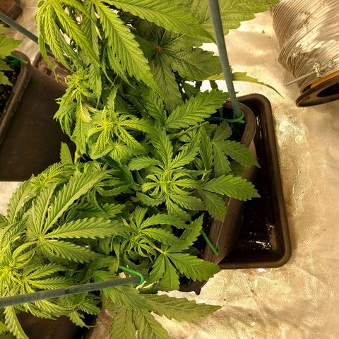 Yvette growlog timeline photo
