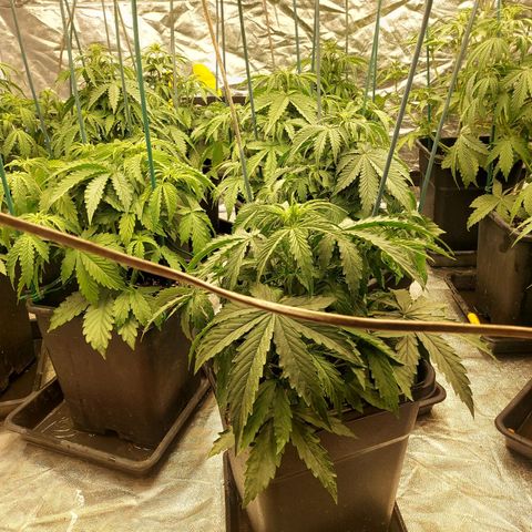 Yvette growlog timeline photo