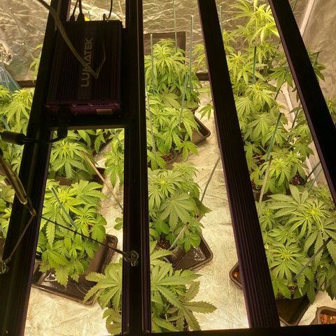 Yvette growlog timeline photo