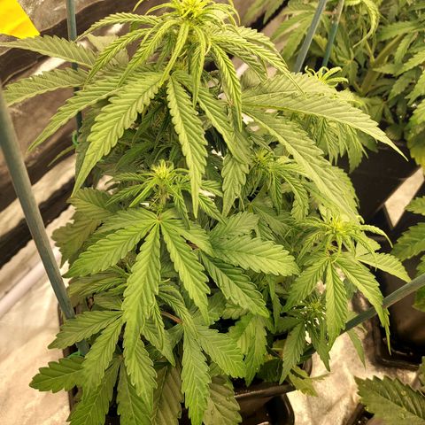 Yvette growlog timeline photo