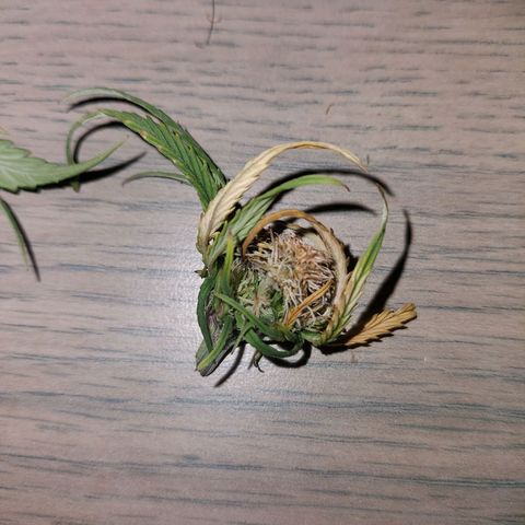 Yvette growlog photo: Et voilà apret 3 jour de laisse allez mais bon rien n'es perdu elle on redémarre ses le principale 