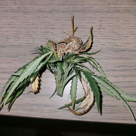 Yvette growlog photo: Et voilà apret 3 jour de laisse allez mais bon rien n'es perdu elle on redémarre ses le principale 