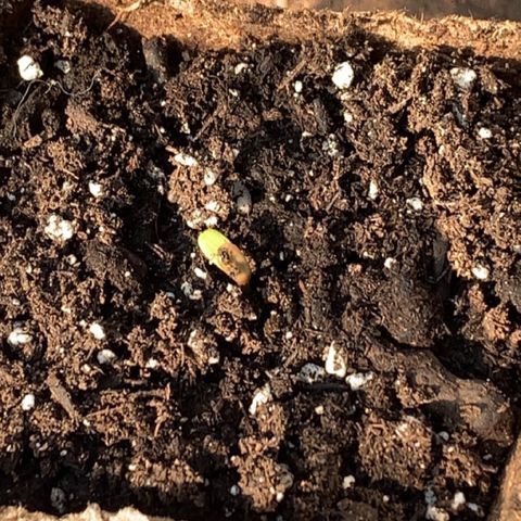 Esperanza 1 growlog timeline photo